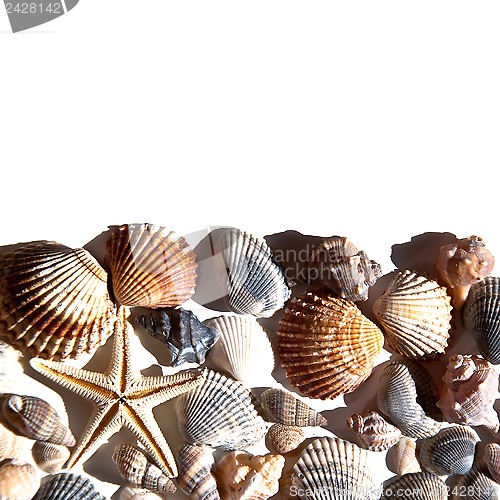 Image of sea shells and star 