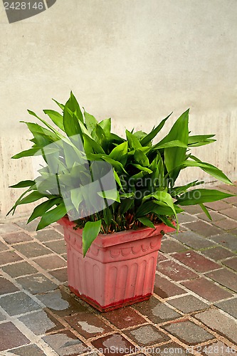 Image of old wall and plant 