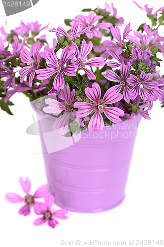 Image of wild violet flowers in bucket