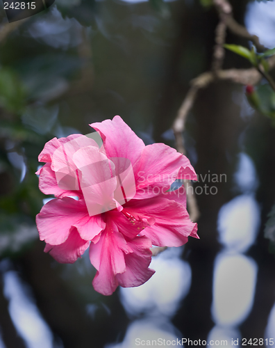 Image of Tropical Flower, Haiku Gardens