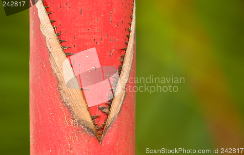 Image of Red Trunk, Sealing Wax Palm,  Hoomaluhia Botanical Gardens