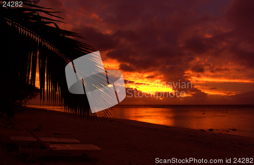 Image of Palm Leaf