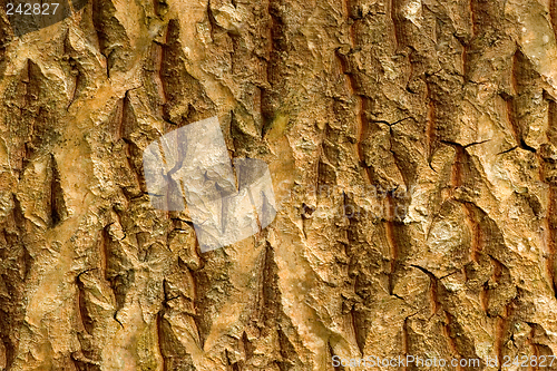 Image of Trunk Abstract, Ho'omaluhia Botanical Gardens