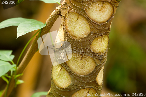 Image of Tropical Tree with Interesting Bark, Ho'omaluhia Botanical Garde