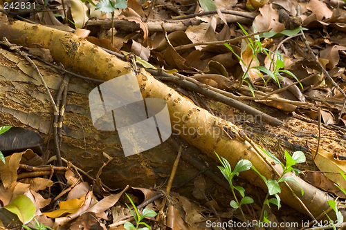 Image of Root, Tropical Tree, Ho'omaluhia Botanical Gardens