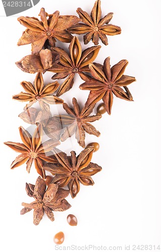 Image of anisetree anise