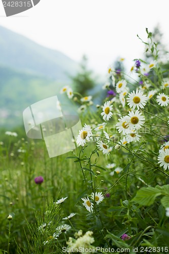 Image of field of camomiles