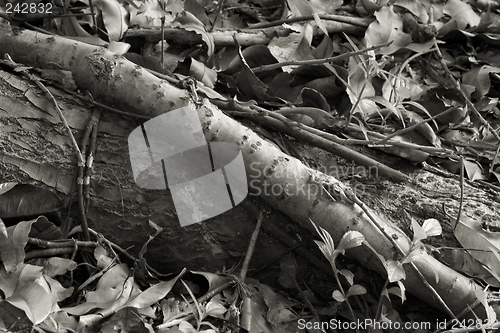 Image of Root, Tropical Tree, Ho'omaluhia Botanical Gardens