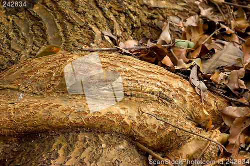 Image of Tropical Tree Root, Ho'omaluhia Botanical Gardens