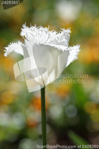 Image of Ruffled frilled parrot tulip white in the spring garden