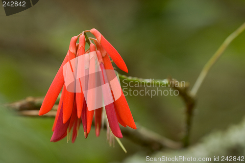 Image of Tropical Plant, Ho'omaluhia Botanical Gardens