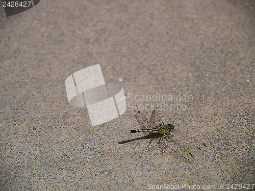 Image of dragonfly