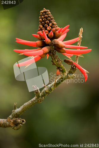 Image of Tropical Plant, Ho'omaluhia Botanical Gardens