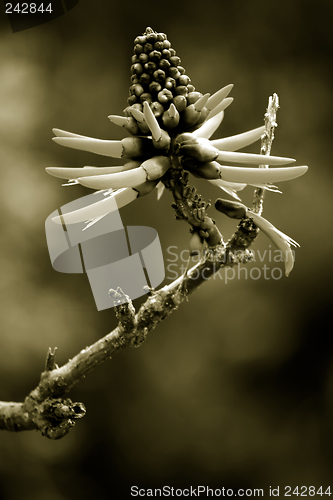 Image of Tropical Plant, Ho'omaluhia Botanical Gardens