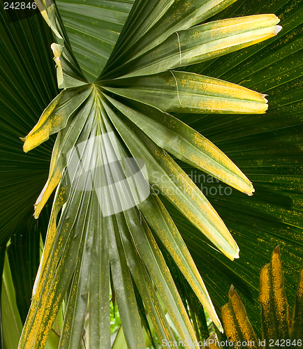 Image of Tropical Plant, Ho'omaluhia Botanical Gardens