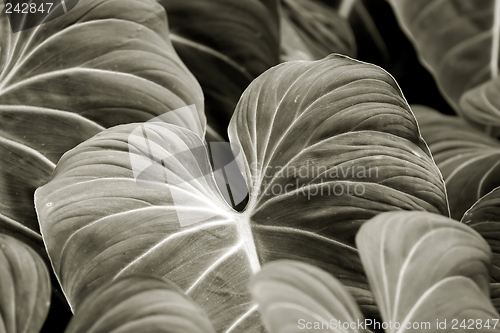 Image of Tropical Plant, Hoomaluhia Botanical Gardens