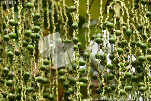 Image of Tropical Tree, Ho'omaluhia Botanical Gardens