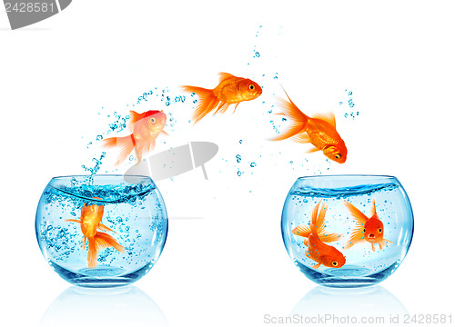 Image of Goldfish jumping.