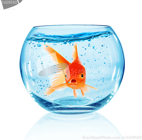 Image of Goldfish in aquarium