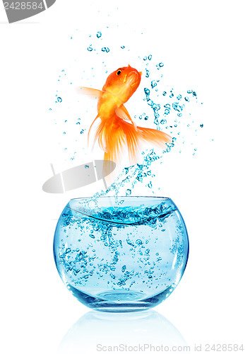 Image of Goldfish jumping.