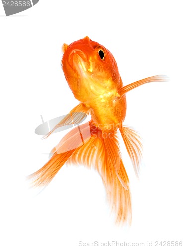 Image of Goldfish