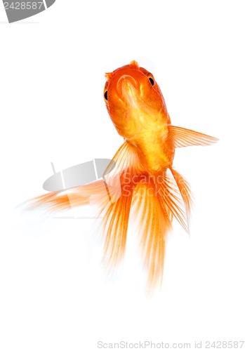 Image of Goldfish