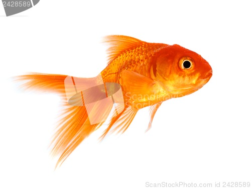 Image of Goldfish