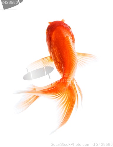 Image of Goldfish