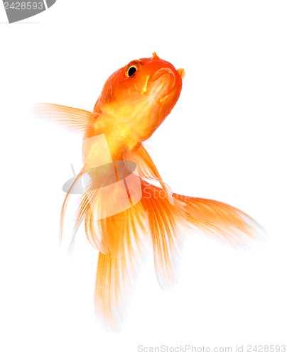 Image of Goldfish