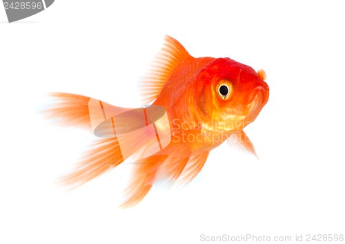 Image of Goldfish