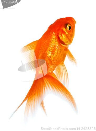 Image of Goldfish