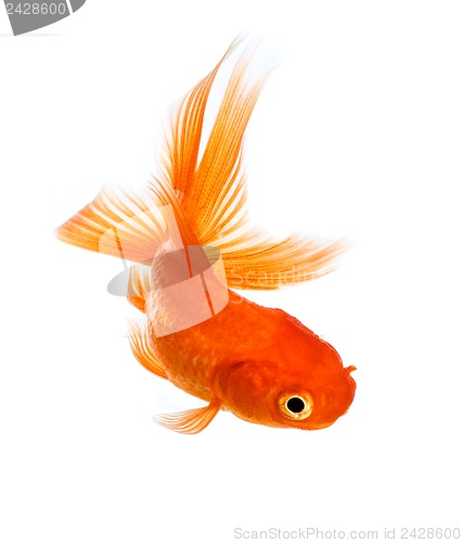 Image of Goldfish