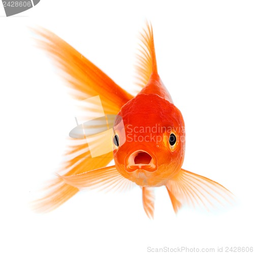 Image of Goldfish