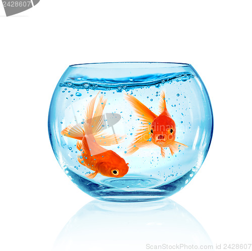 Image of Goldfish in aquarium