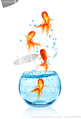 Image of Goldfish jumping.