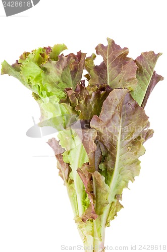 Image of Red leaf Lettuce