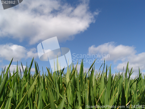 Image of springtime growth