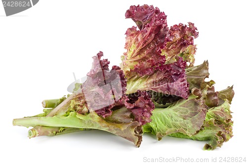 Image of Red leaf lolo rosso lettuce