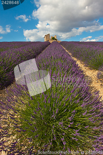 Image of Field of lavender