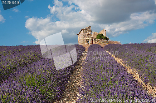 Image of Field of lavender