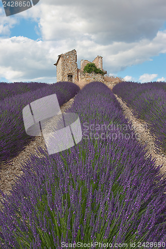 Image of Lavender field