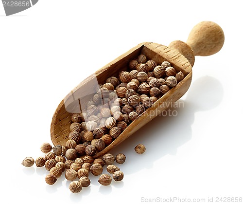 Image of wooden scoop with dried coriander seeds