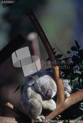 Image of Koala