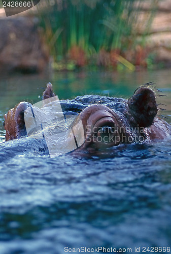 Image of Hippo