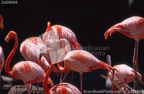 Image of Flamingos