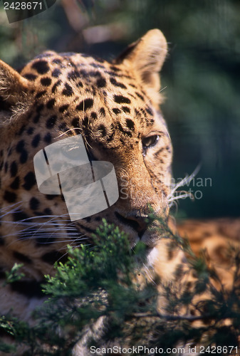 Image of Leopard