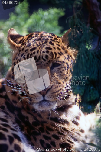 Image of Leopard