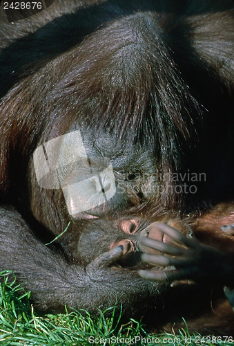 Image of Gorilla with baby