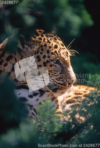 Image of Leopard