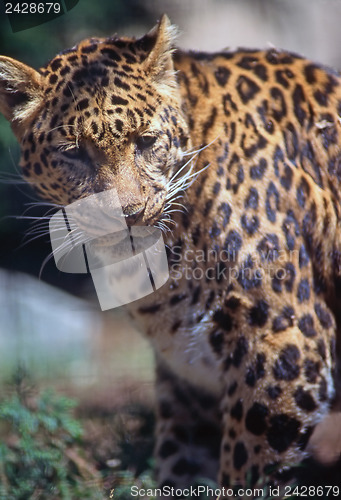Image of Leopard